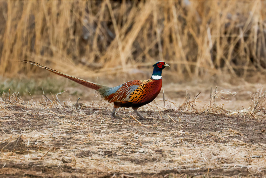 Pheasant Sandhills Scenic Drive