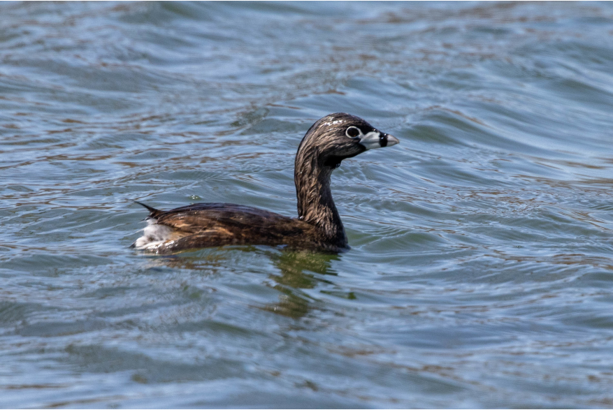 Pied-billed Grebe Cottonwood Canyon Scenic Drive