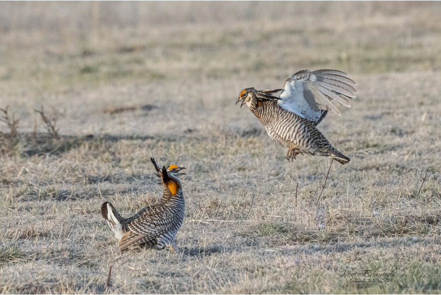Prairie Chickens Sandhills Scenic Drive