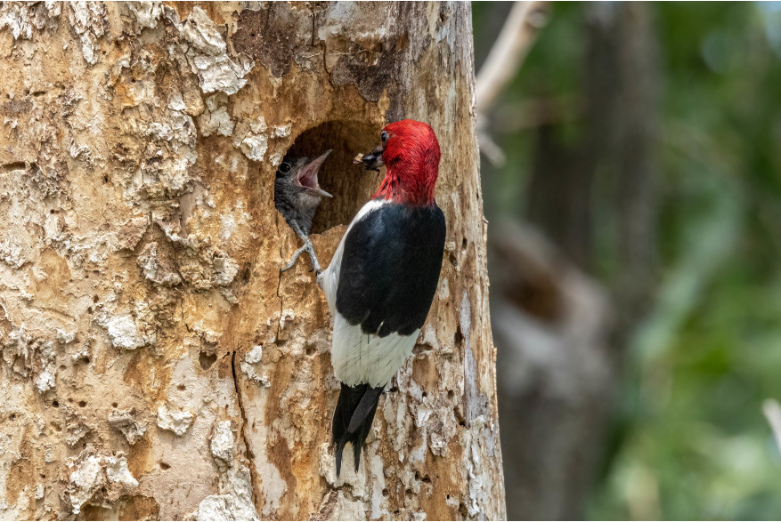 Red Head Woodpecker Sandhills Scenic Drive
