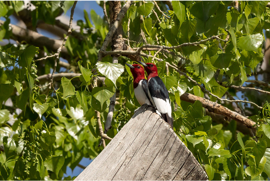 Red Head Woodpecker 2 Sandhills Scenic Drive