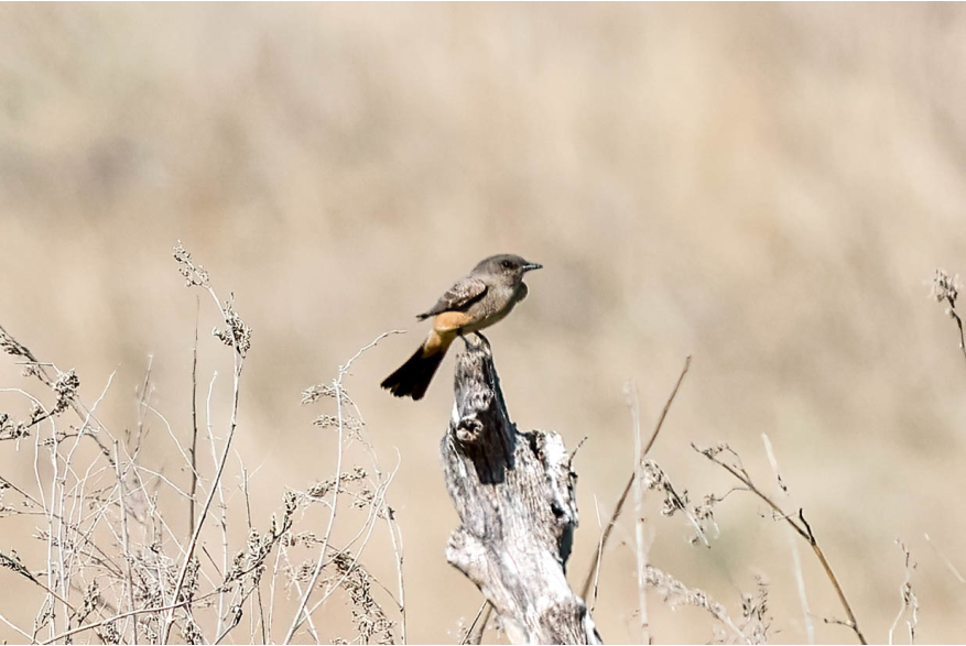 Say's Phoebe Cottonwood Canyon Scenic Drive
