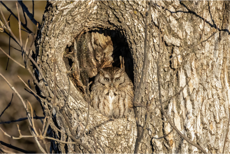 Screech Owl Wild Horse Canyon Scenic Drive
