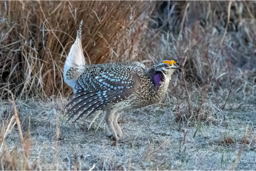 Sharp Tailed Grouse Sandhills Scenic Drive