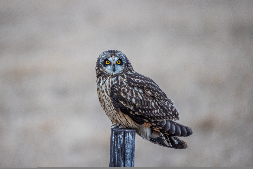 Short Eared Owl Cottonwood Canyon Scenic Drive