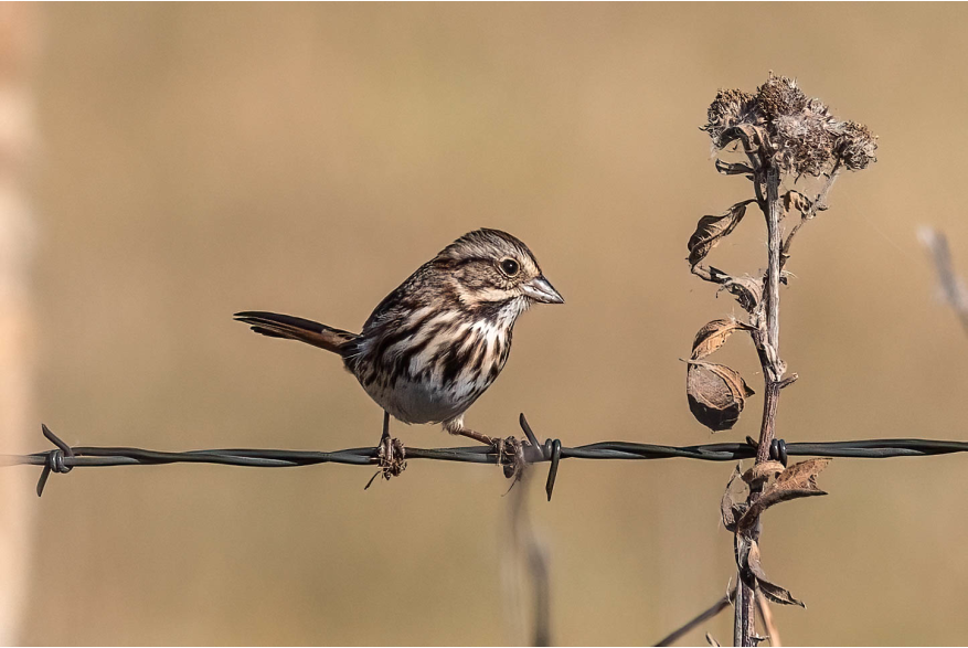 Song Sparrow Wild Horse Canyon Scenic Drive