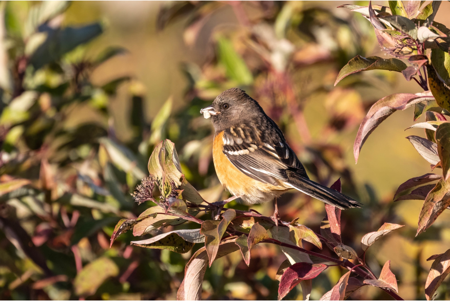 Spotted Towhee Wild Horse Canyon Scenic Drive