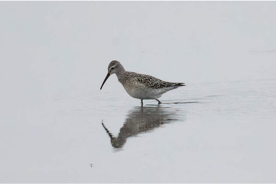 Stilt Sandpiper Challenging Sandhills Scenic Drive