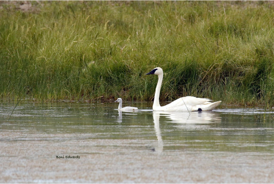 Swans Challenging Sandhills Scenic Drive
