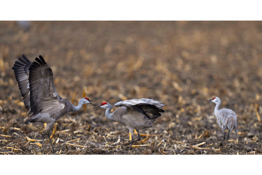 Sandhill Cranes