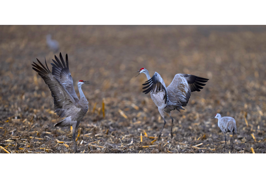 Sandhill Cranes