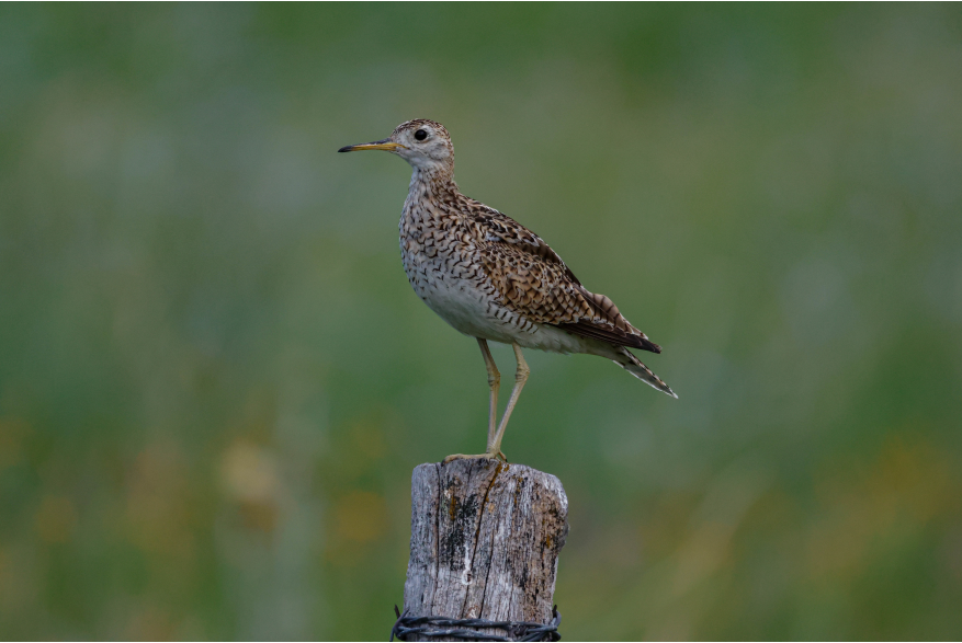 Upland Sandpiper Sandhills Scenic Drive