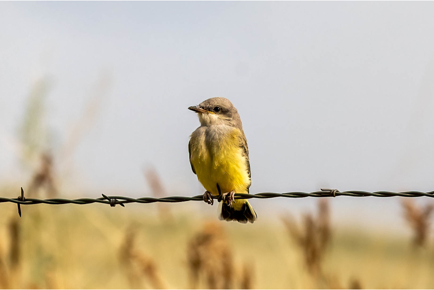 Western Kingbird Cottonwood Canyon Scenic Drive