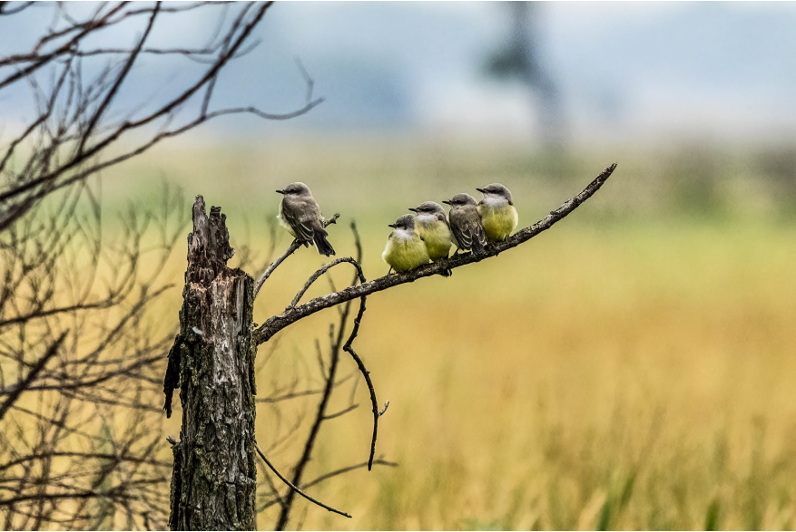 Western Kingbirds Cottonwood Canyon Scenic Drive