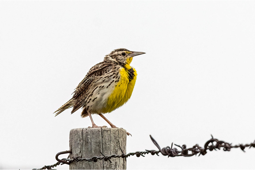 Western Meadowlark Wild Horse Canyon Scenic Drive