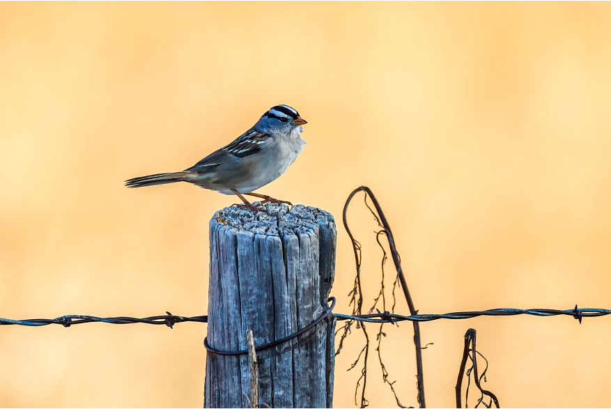 White-crowned Sparrow Cottonwood Canyon Scenic Drive
