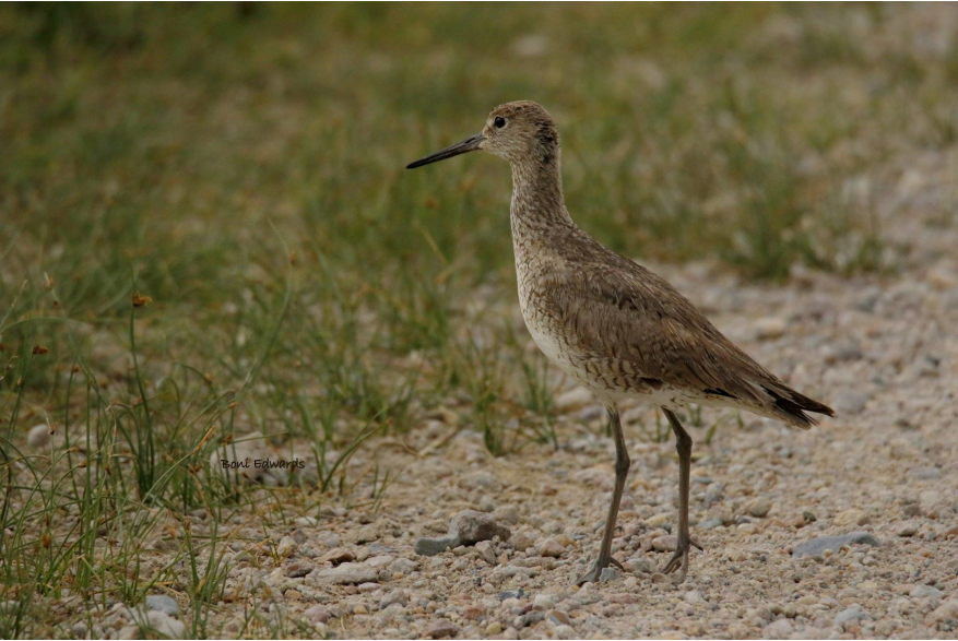Willet Challenging Sandhills Scenic Drive