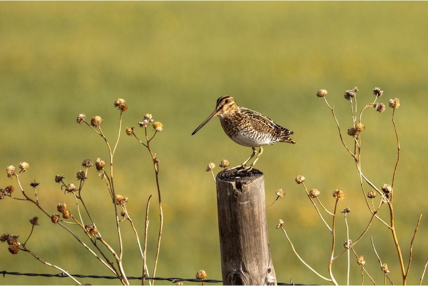 Wilsons Snipe Sandhills Scenic Drive