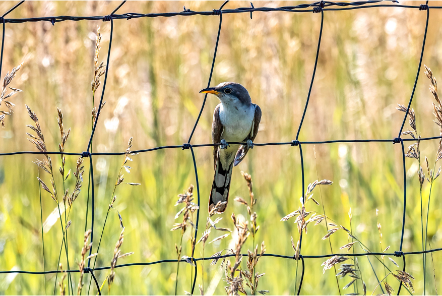Yellow Billed Cuckoo Sandhills Scenic Drive