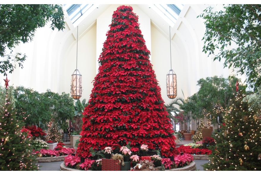 Holiday Poinsettia Show