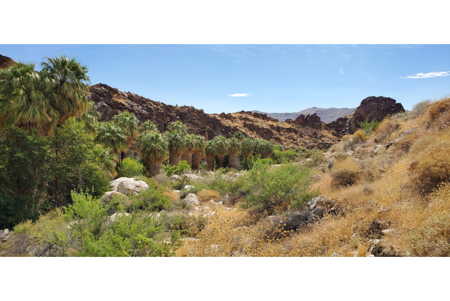 Andreas Canyon palm grove