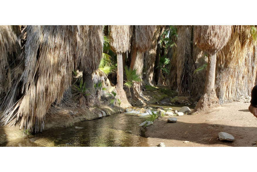 Stream at Andreas Canyon