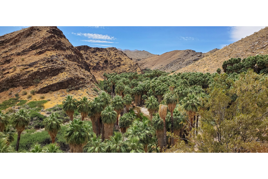 Hike in Palm Canyon with tree grove.