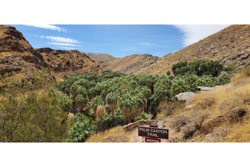 Palm Canyon trail.