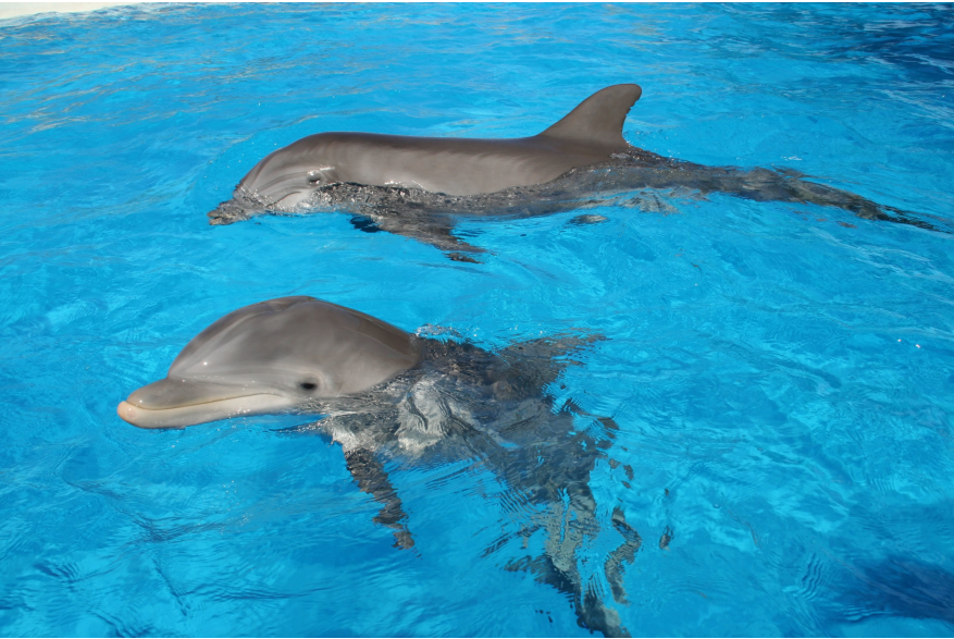 Gulf World Marine Park