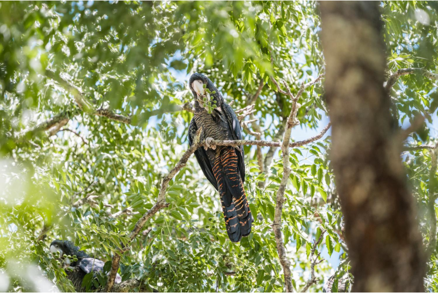 Red Tailed Black Cockatoo