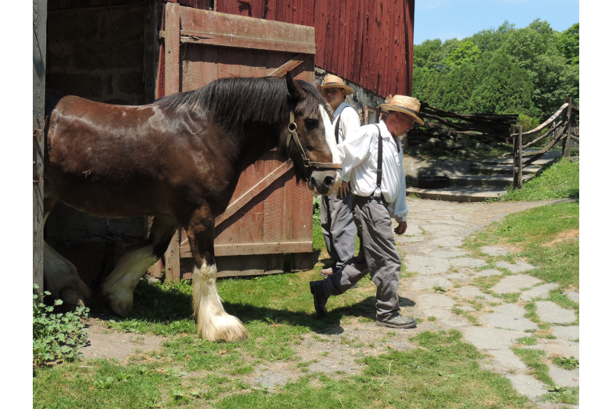 Preparing the Clydesdale for a Wagon Ride at Quiet Valley