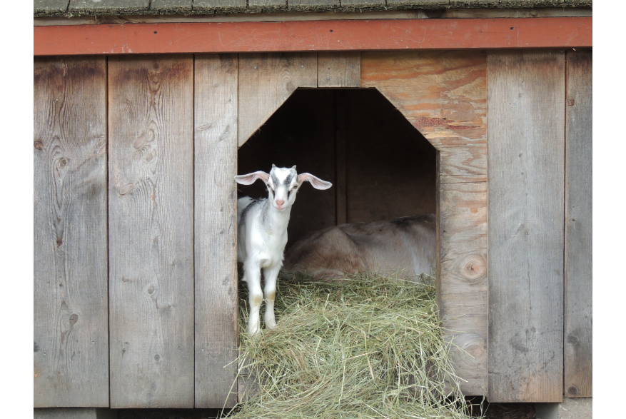 Farm Animals at Quiet Valley