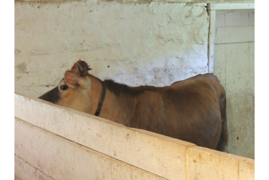 Farm Animals in the Bank Barn at Quiet Valley