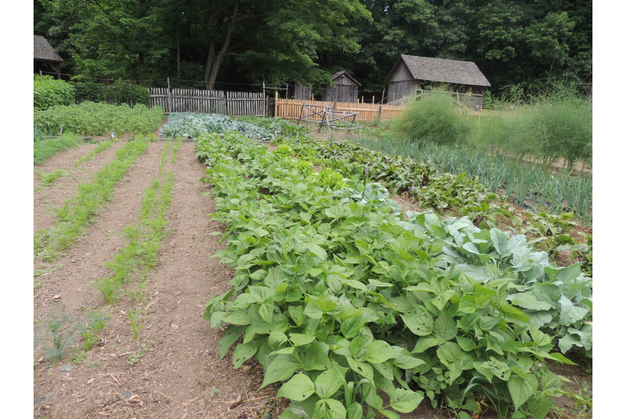 Summer Crops at Quiet Valley in the Pocono Mountains