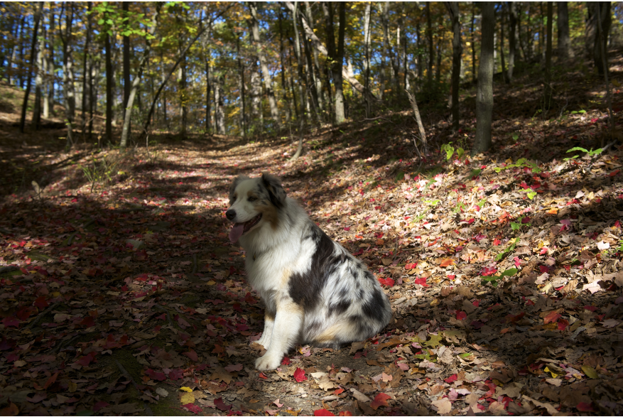 Explore the Pocono Mountains with your Furry Friend