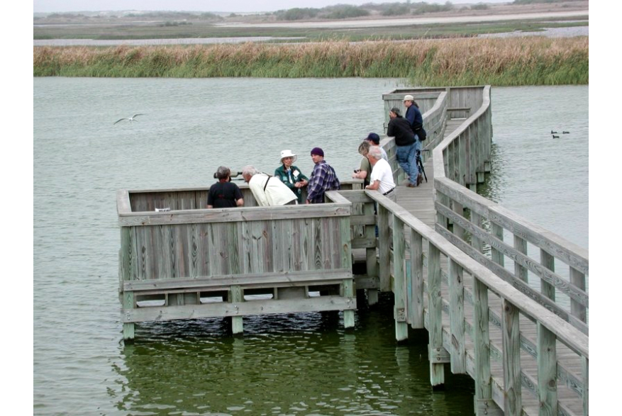 Birding on the Boardwalk