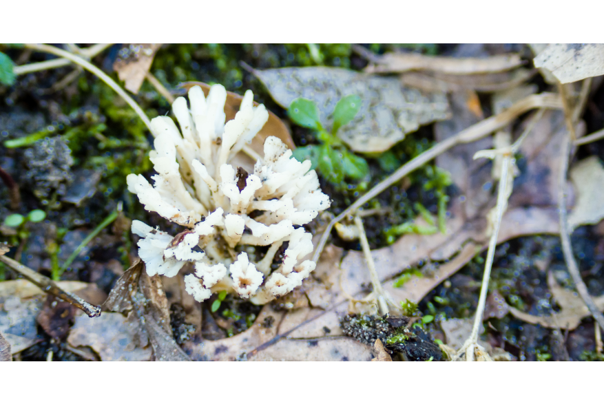 A white fungus with multiple arms sprouts out from the moist ground.