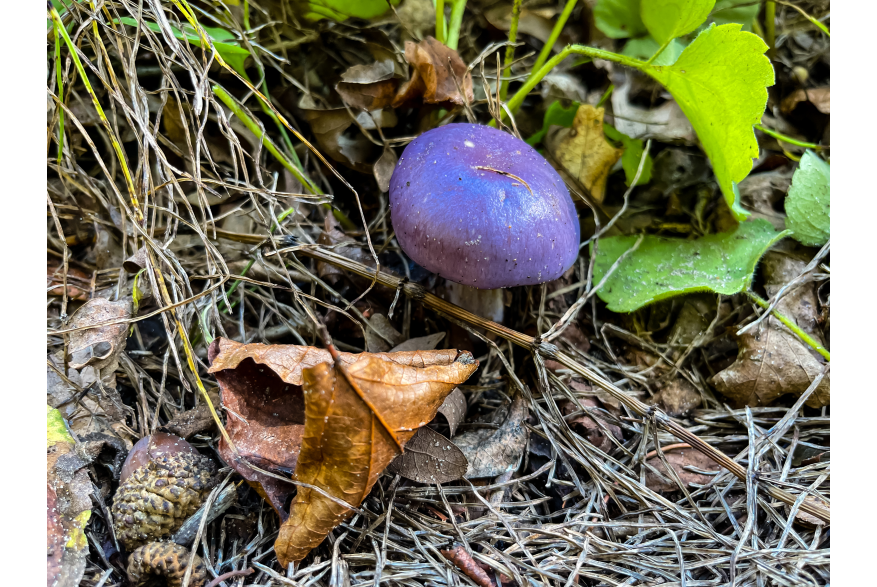 A purple blue mushroom sprouts from the earth.