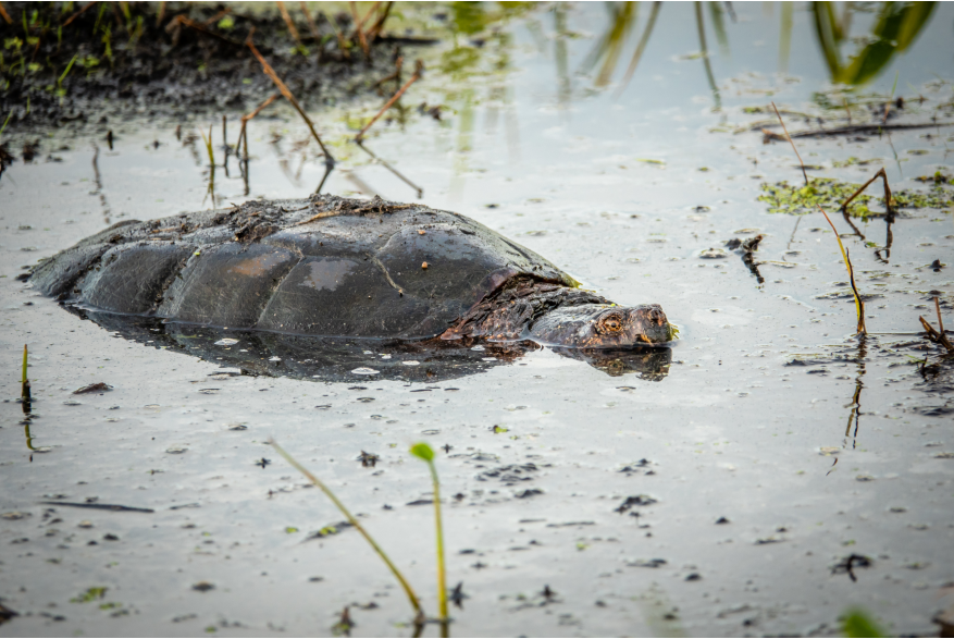 A large snapping turtle swims through the water.