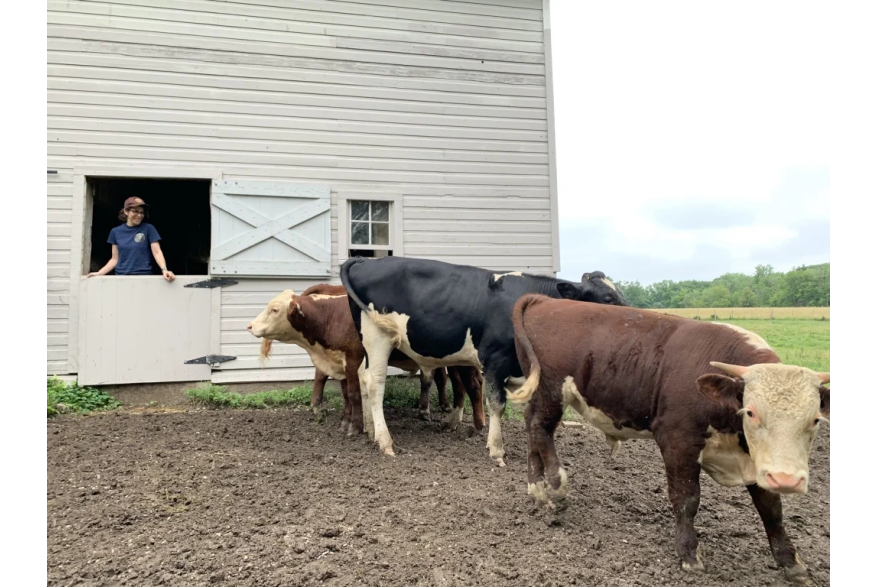 A woman stands in a barn door, looking at a group of cows. The bottom half of the barn door is shut.