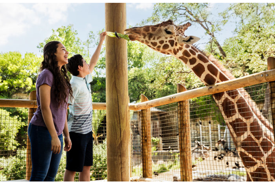 People feeding Giraffe