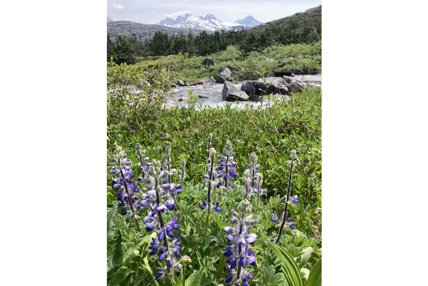Hiking International Falls with lupine in full bloom