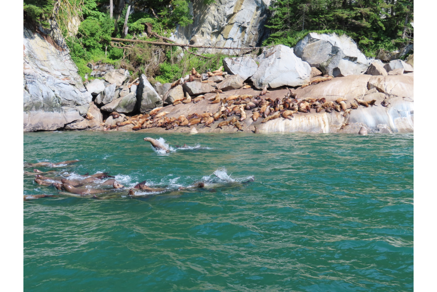 Sea Lion in the Air