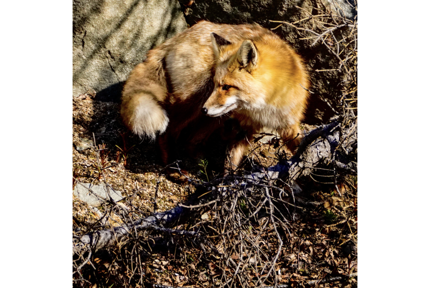 A beautiful red fox showed up by the pier, close to where our ship docked. What a perfect send off by Skagway!