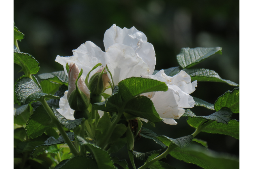 Wild Rose along the path to Yakutania Point