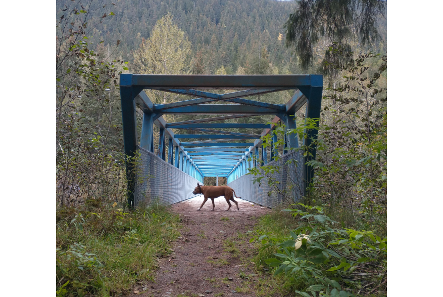 Our senior dog Duke in front of the blue bridge out by West Creek. The light hit just right to illuminate him as the angel we know he is!