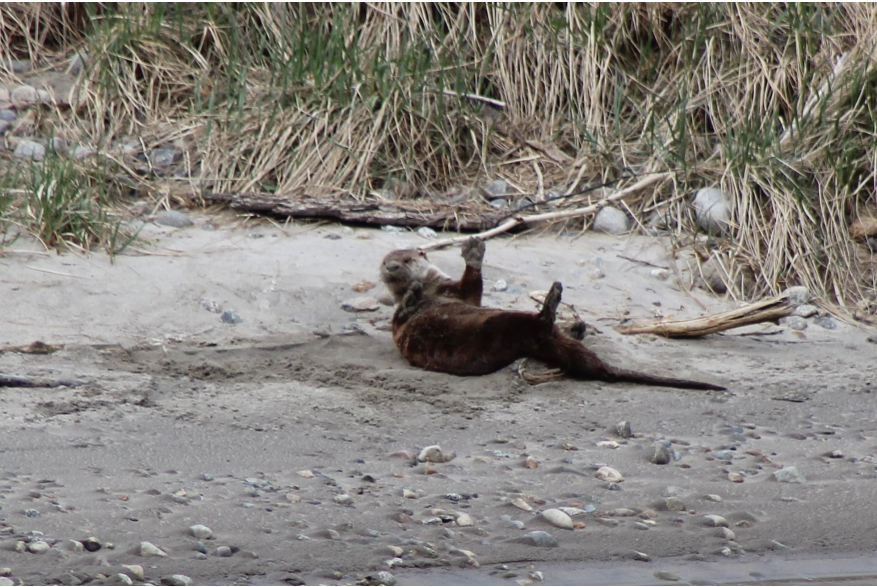 Silly river otter at dyea flats