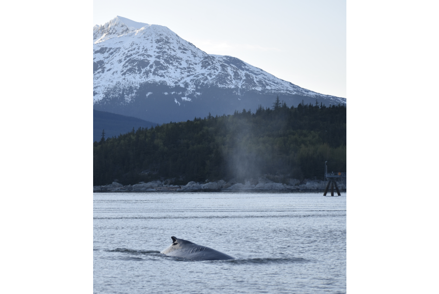 Props the Humpback (who sadly has the scars to show a boat encounter from long ago) spent many weeks just off of Skagway this Spring. Taken May 14th, 2023