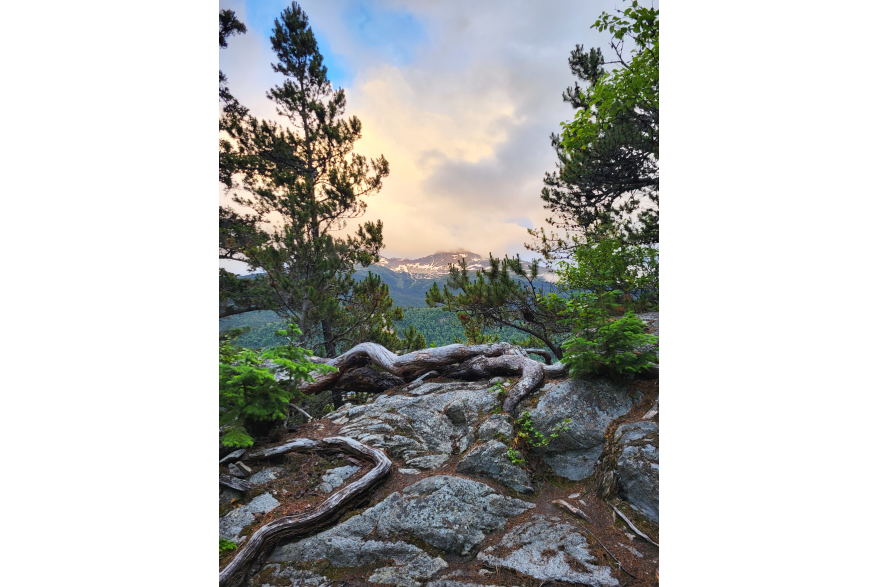 In the absence of soil, evergreen tree roots run along nearly barren rocks in search of soil and the trees rise up into the bright sun lit white cloudy sky with bits of blue peeking through at the top left corner. Snow capped evergreen tree covered mountains lie in the far off distance.