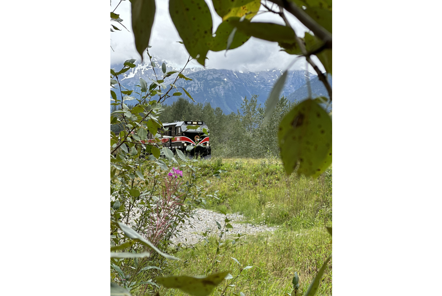A view through green leaves and fireweed at an oncoming shiny black and red locomotive on a grass covered rail bed with dark blue mountains and overcast skies in the background